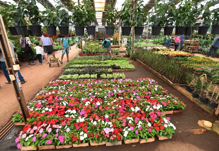 flores