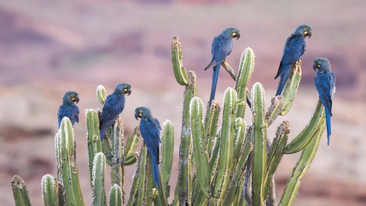 Arara-de-lear