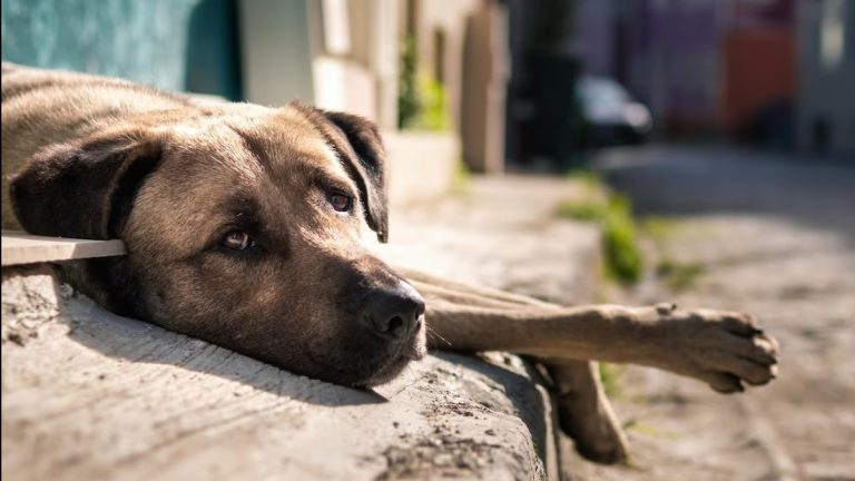 Quais são os direitos do animais