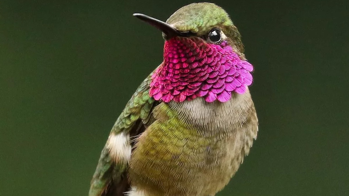 beija-flor brasil