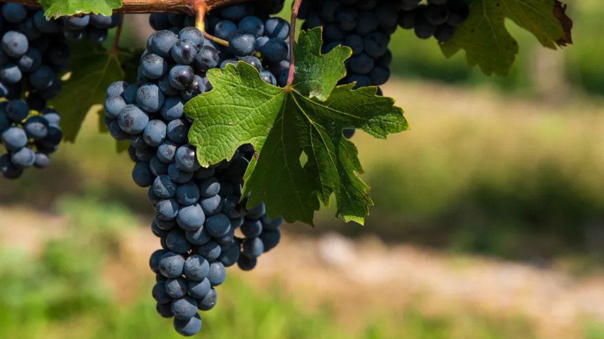 Cabernet Sauvignon