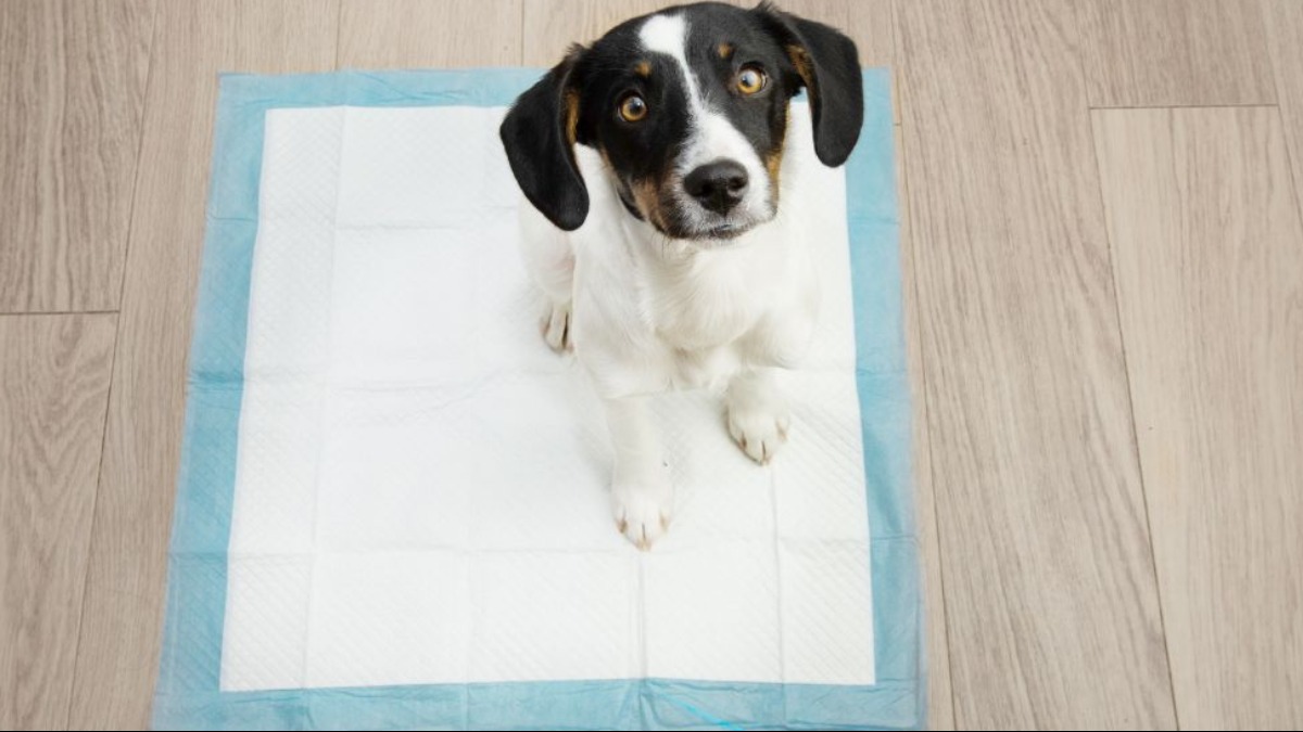 Você sabia que os pets também