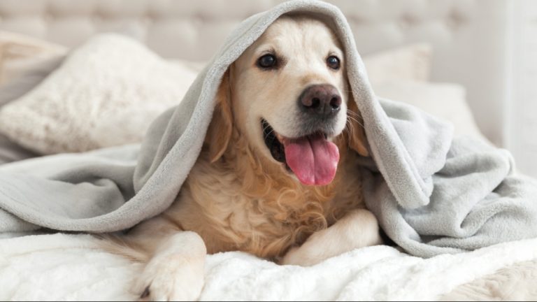 cuidados com pets no inverno