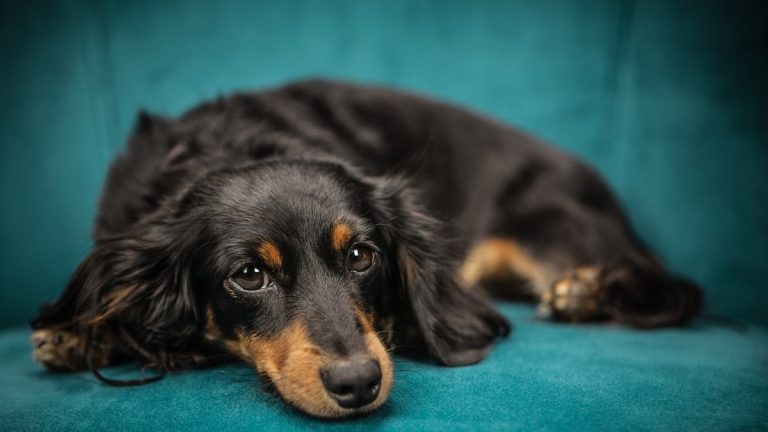 Será que os pets realmente sentem