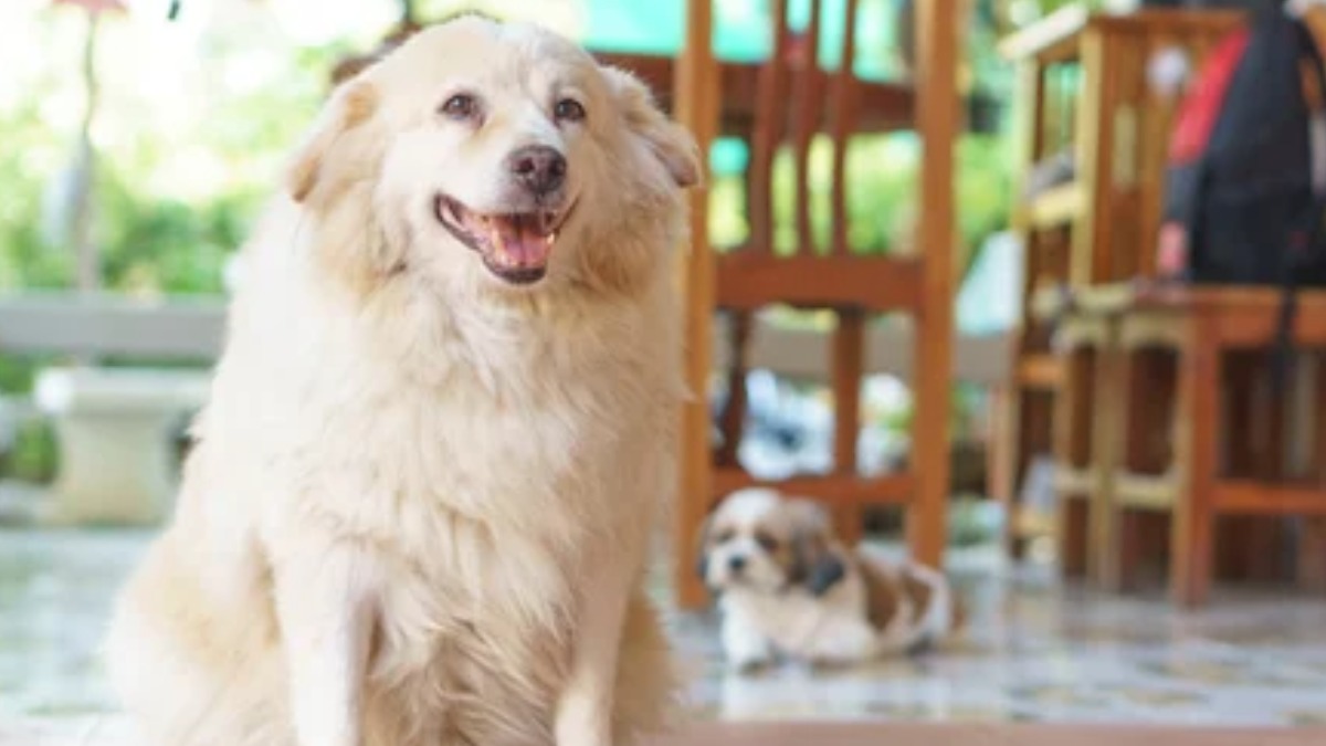 diabetes em cães