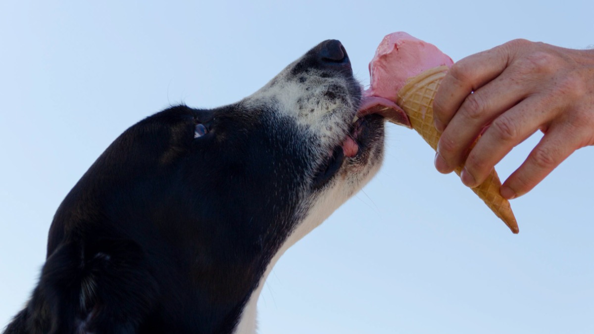 sorvete para pets