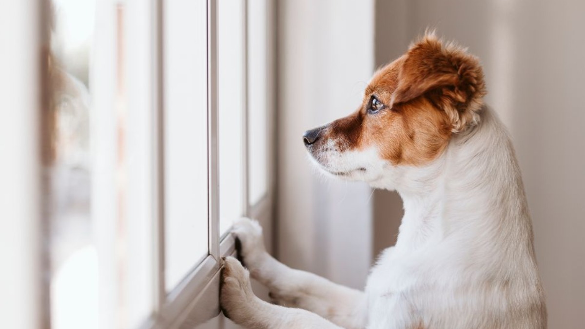 Seu cão fica muito tempo sozinho