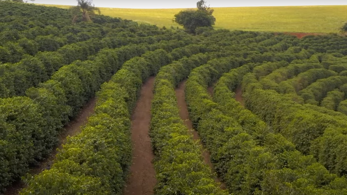 colheita e secagem do café