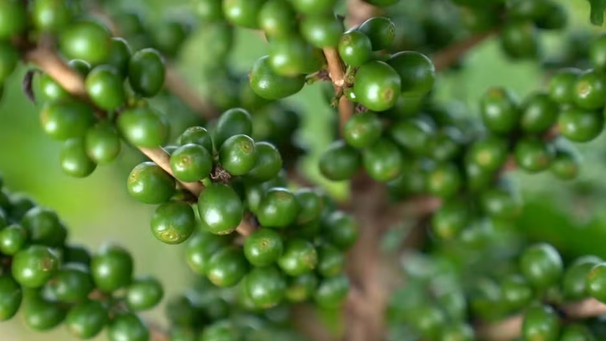 Estiagem prolongada e altas temperaturas afetam