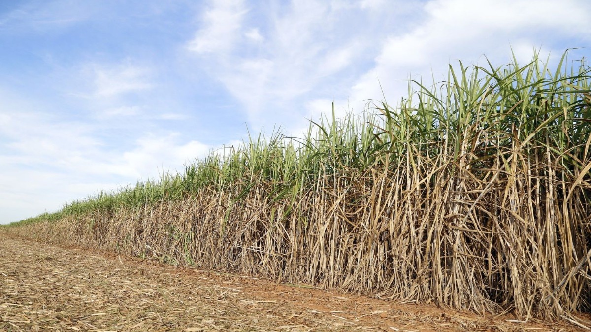 impacto chuva agronegócio