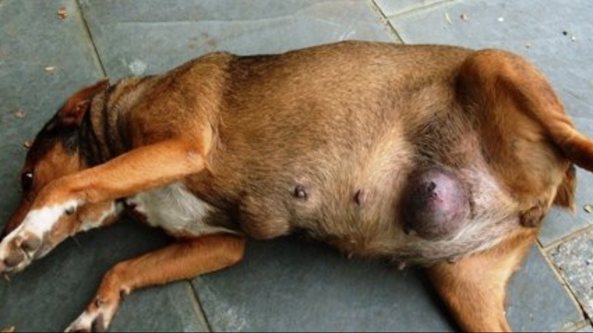 tumor mamário em cães e gatos