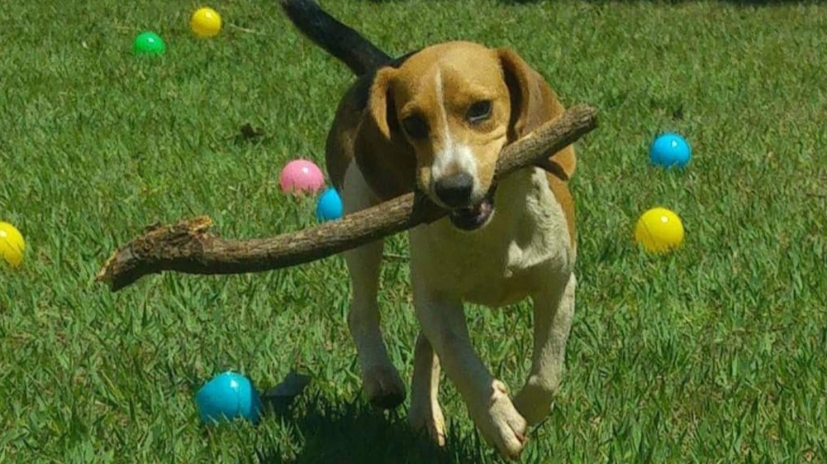 domesticação de cachorro