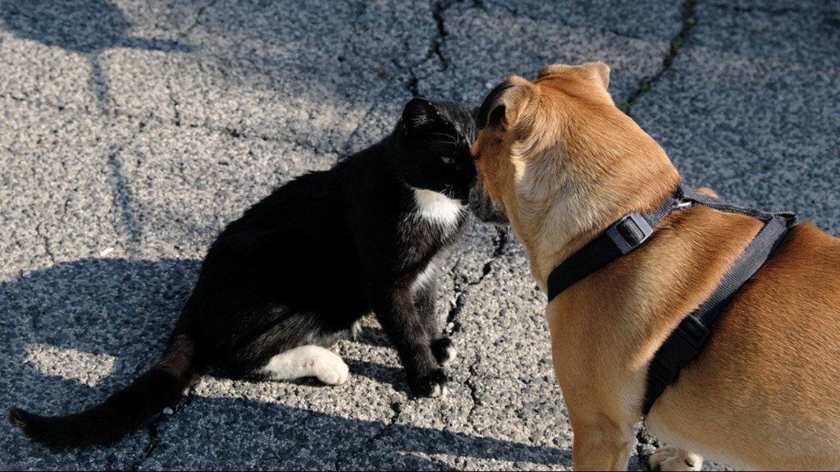 consciência animal