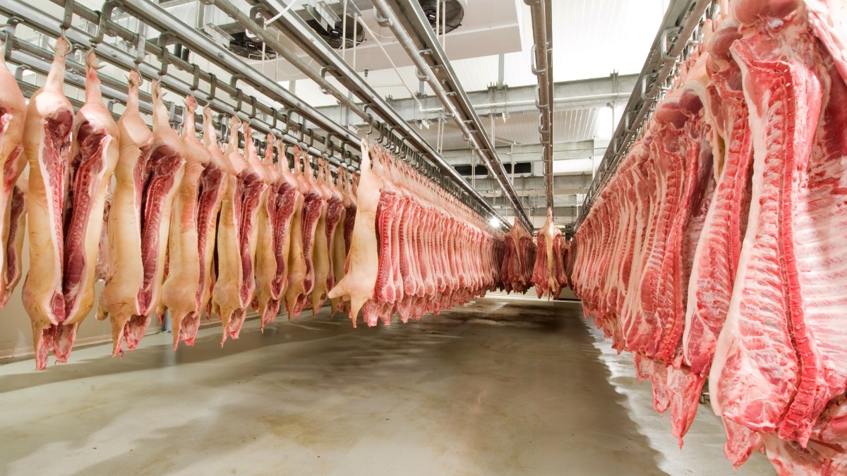 produção carne suína 2023