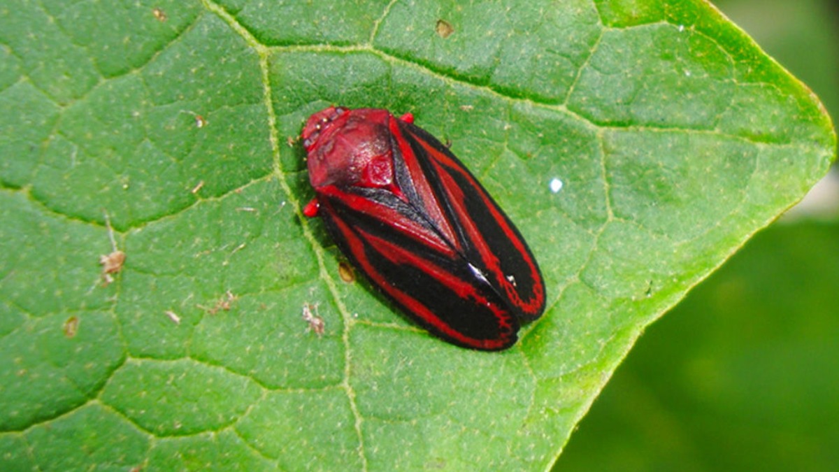pragas cana-de-açúcar