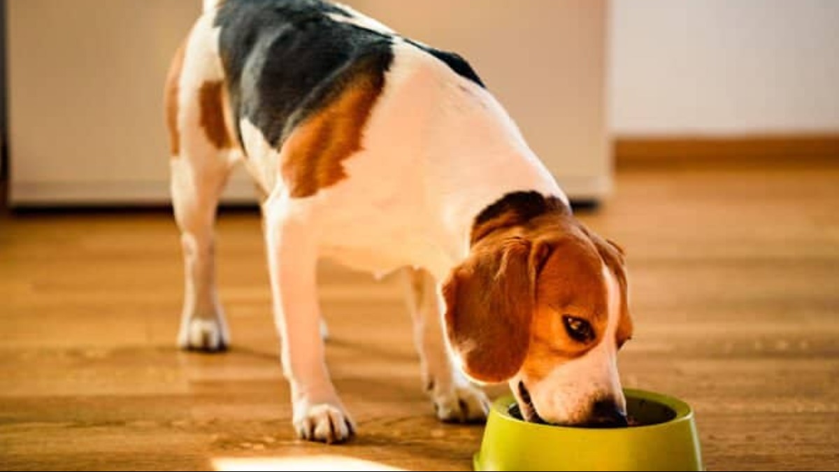 Seu cachorro é manso e te mordeu de repente? Entenda o que pode ter acontecido