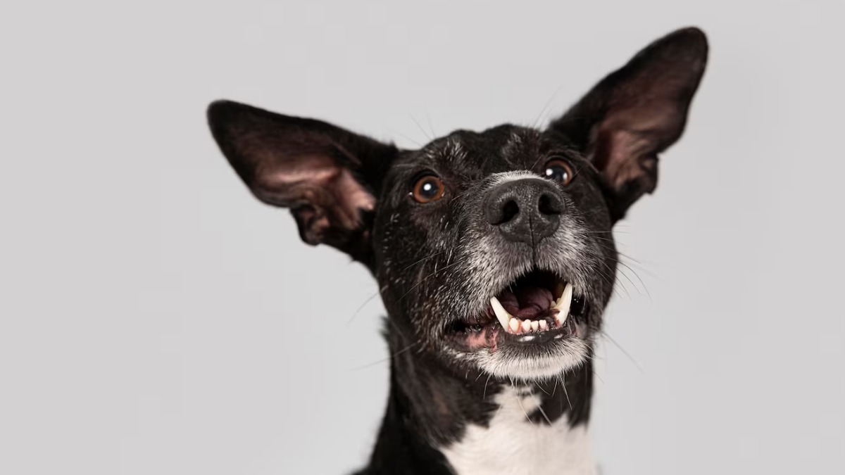 problemas nos olhos de pets