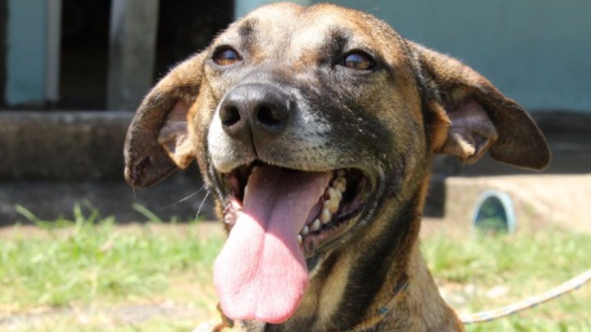 cuidados com a pele de animais