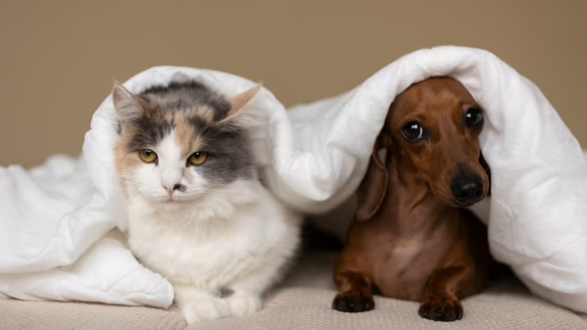 desconto IPTU adoção animais