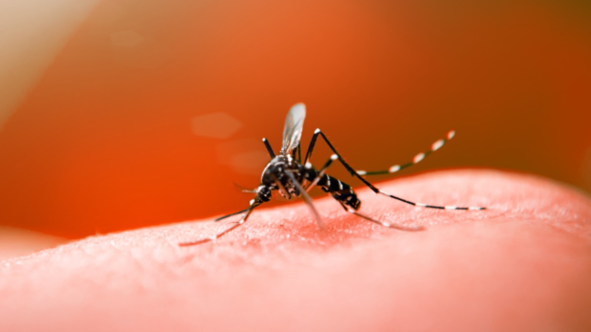 dengue em crianças