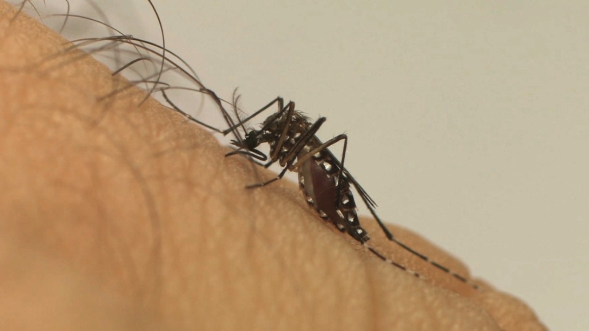 epidemia dengue Brasil