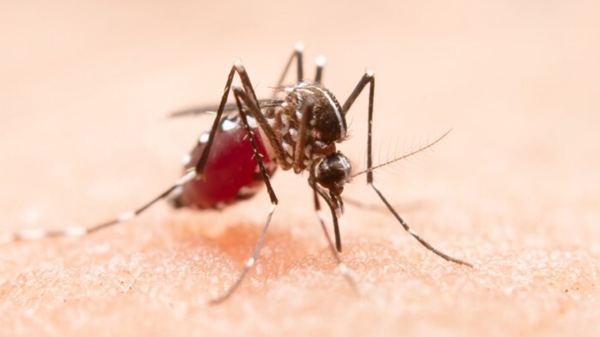 aumento de casos de dengue