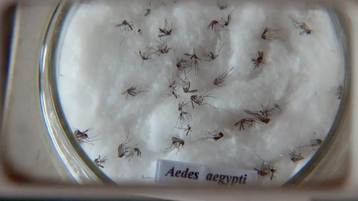 casos de dengue