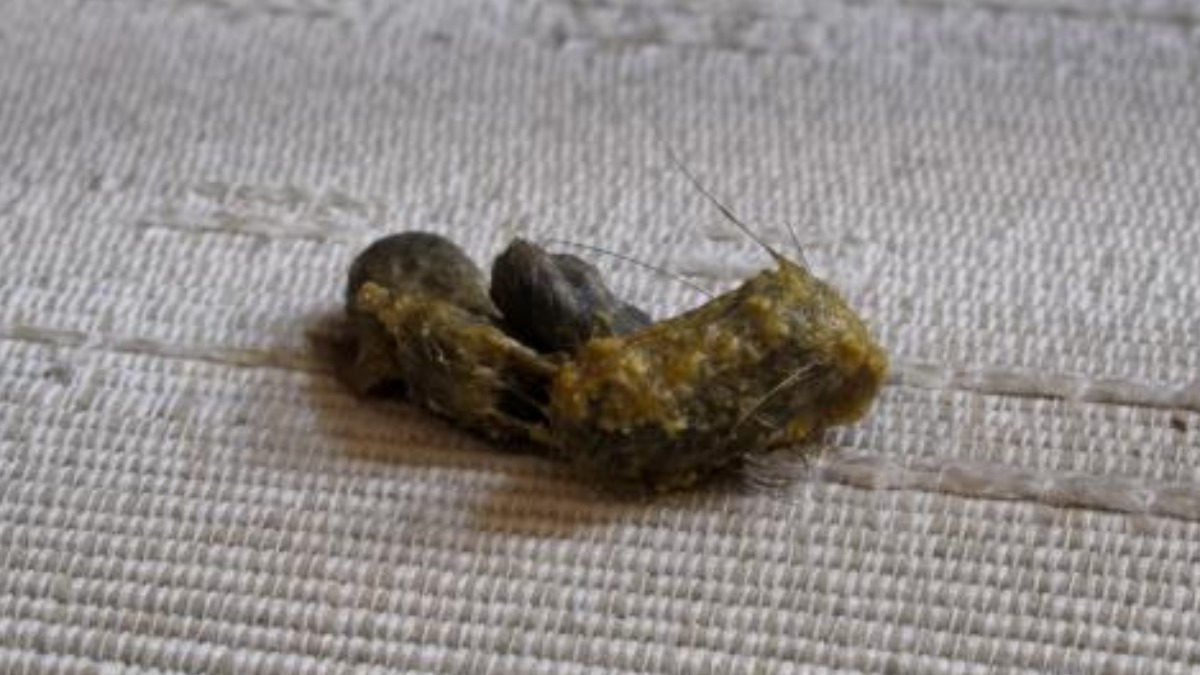 bolas de pelo de gato