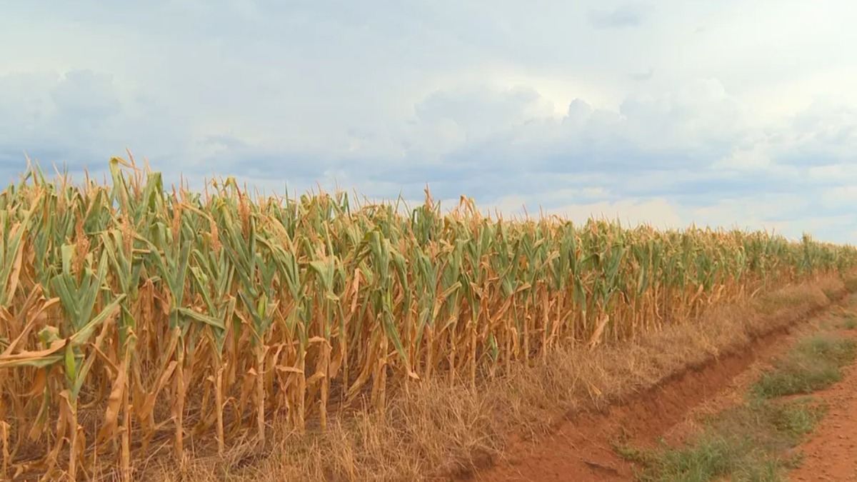 seguro rural