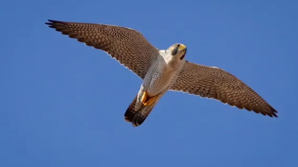 Falcão-peregrino