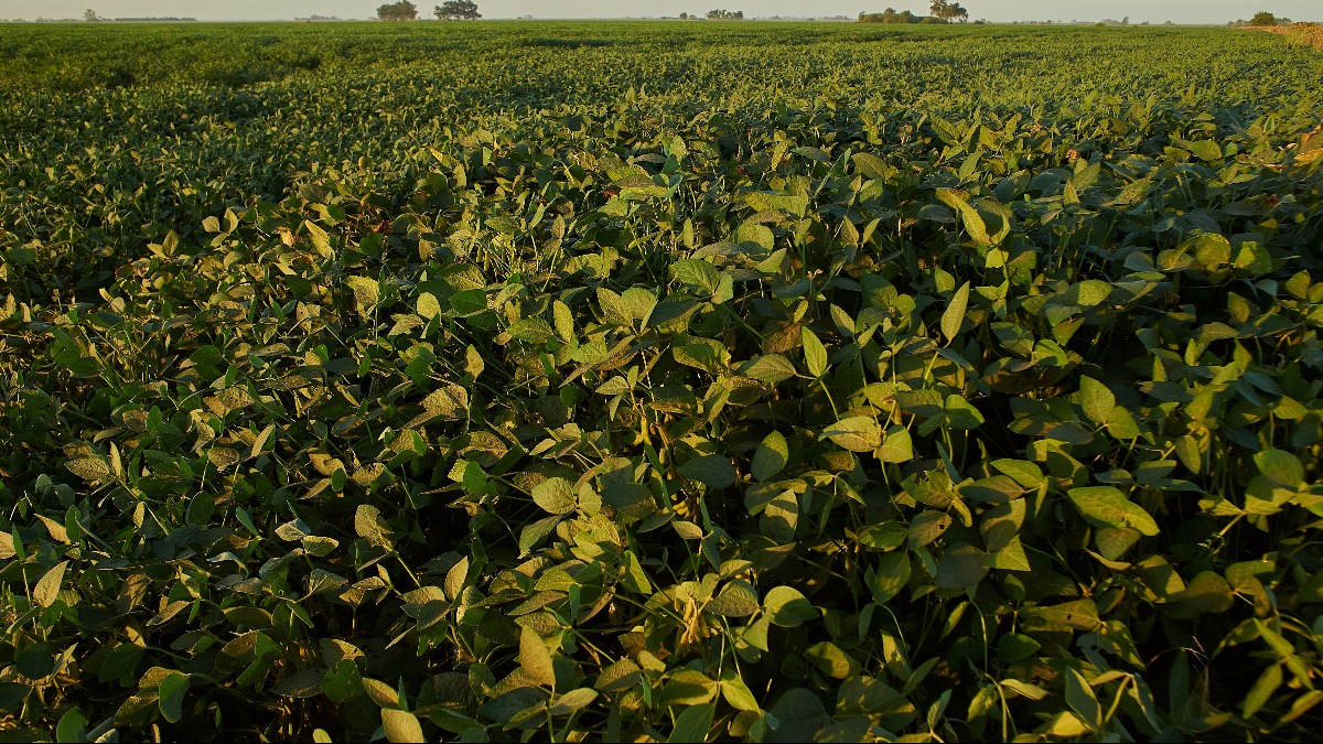 Variações climáticas lavouras feijão