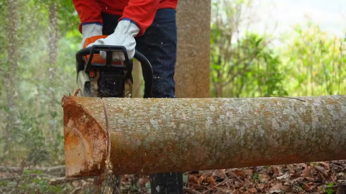 Você já ouviu falar em floresta