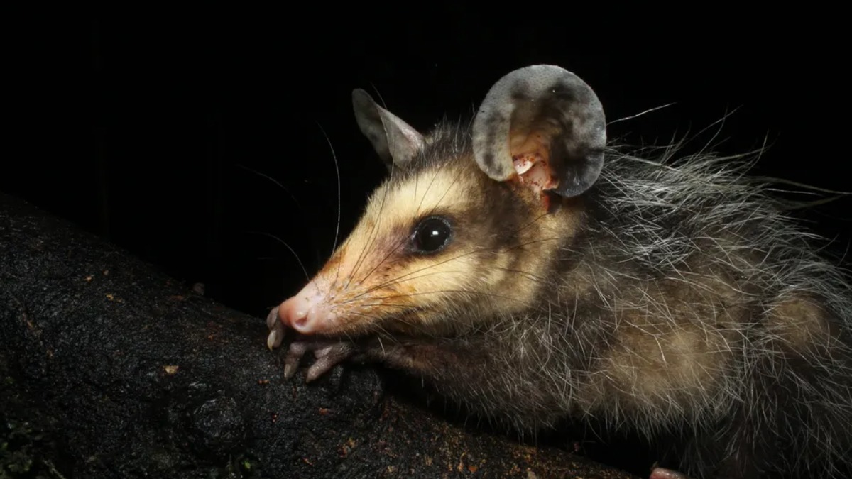 Gambás marsupiais