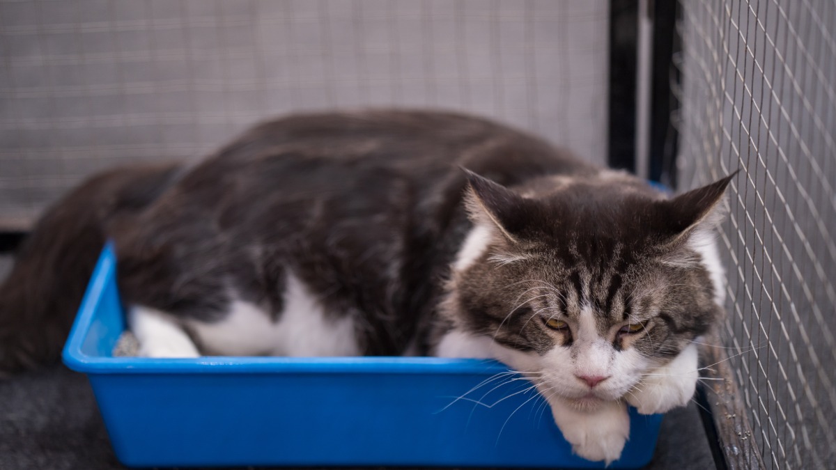 gatos enterram fezes