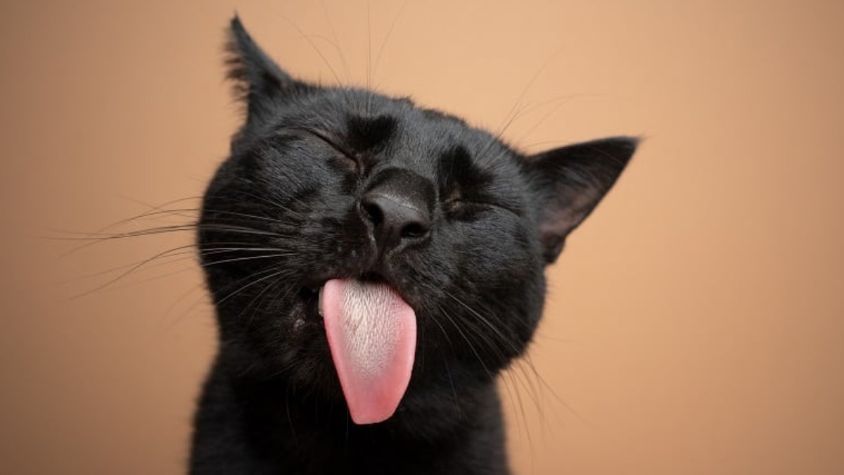 gatos comportamento