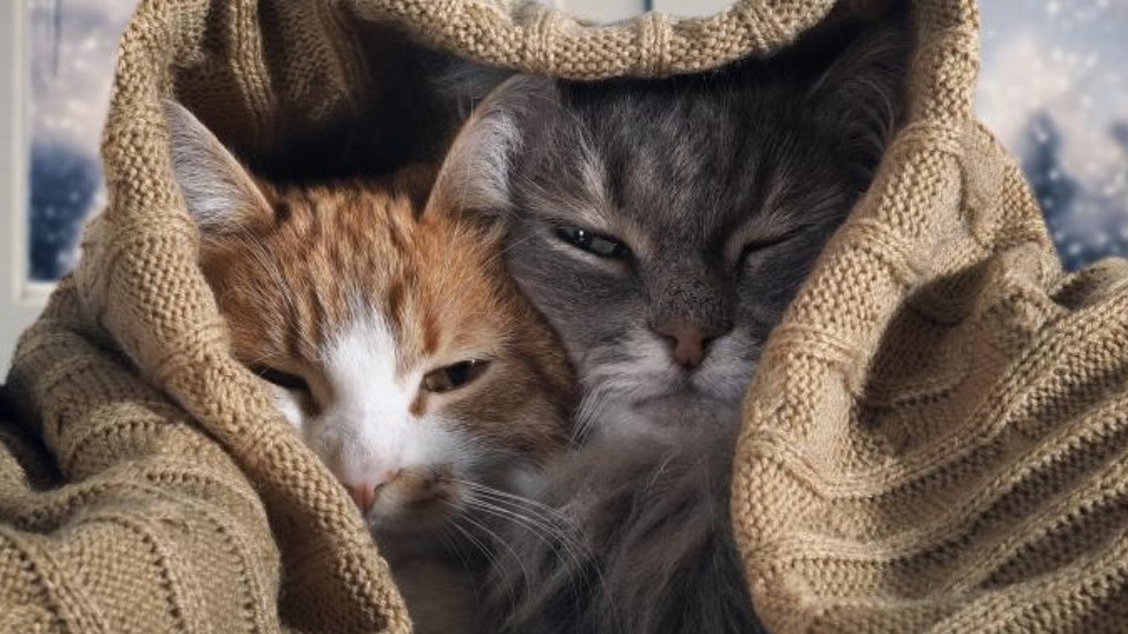 gatos dormem tanto