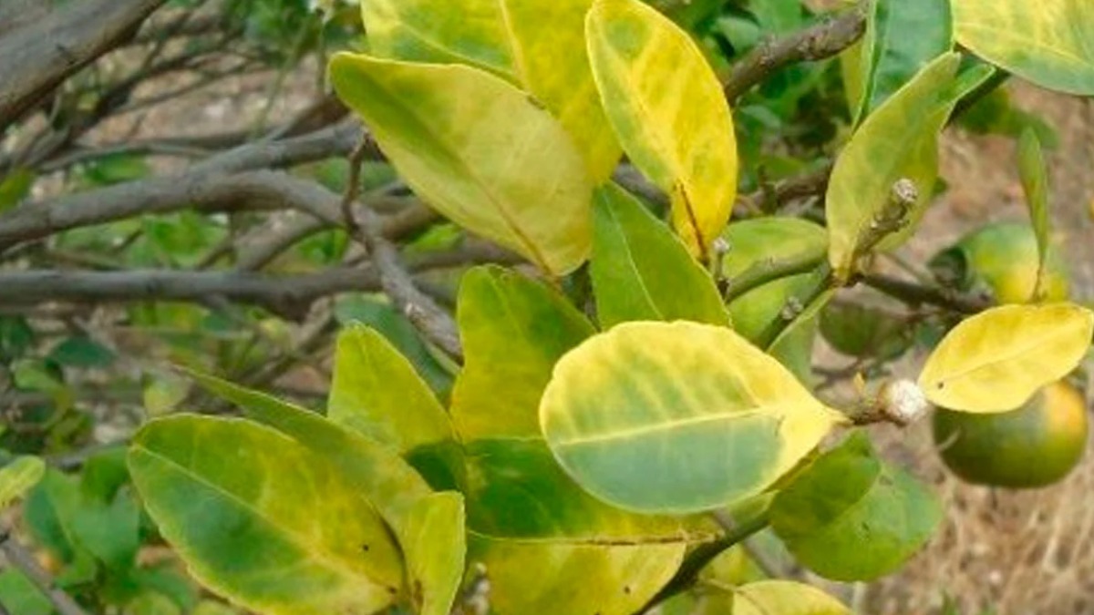 cancro cítrico e greening