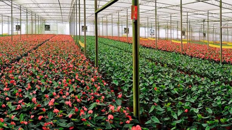 O mercado das flores no estado
