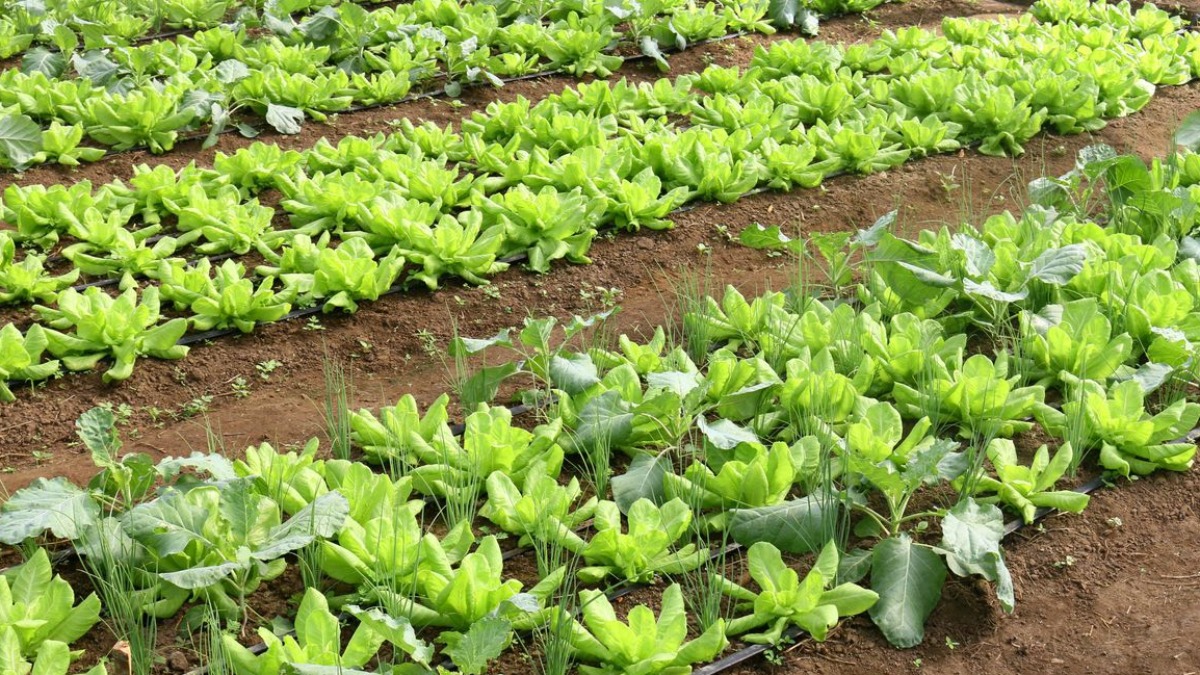nanotecnologia na agricultura