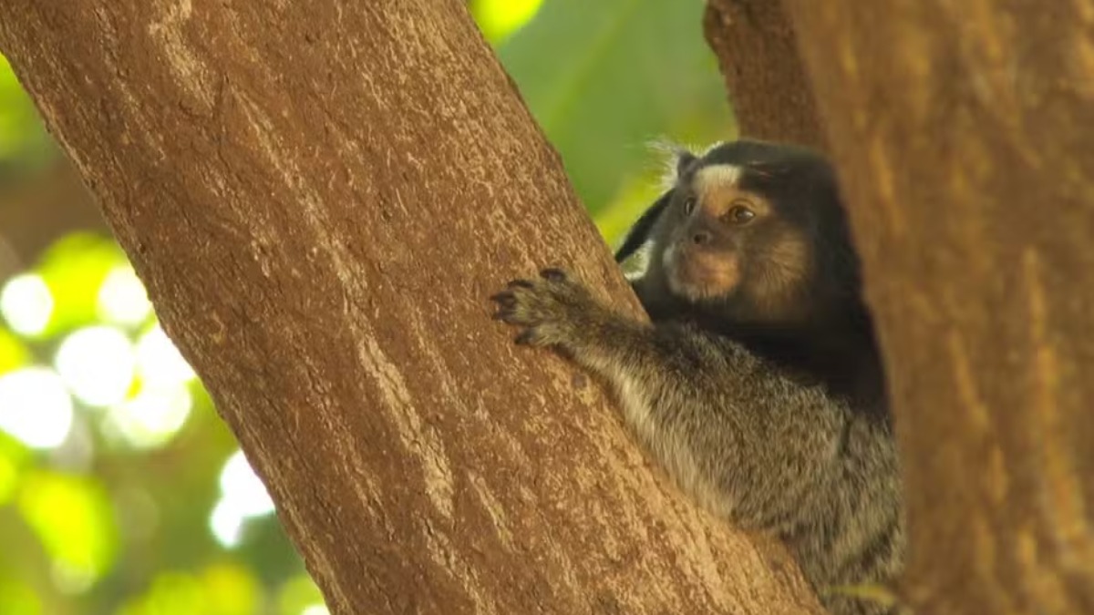 Morte de macacos por febre amarela