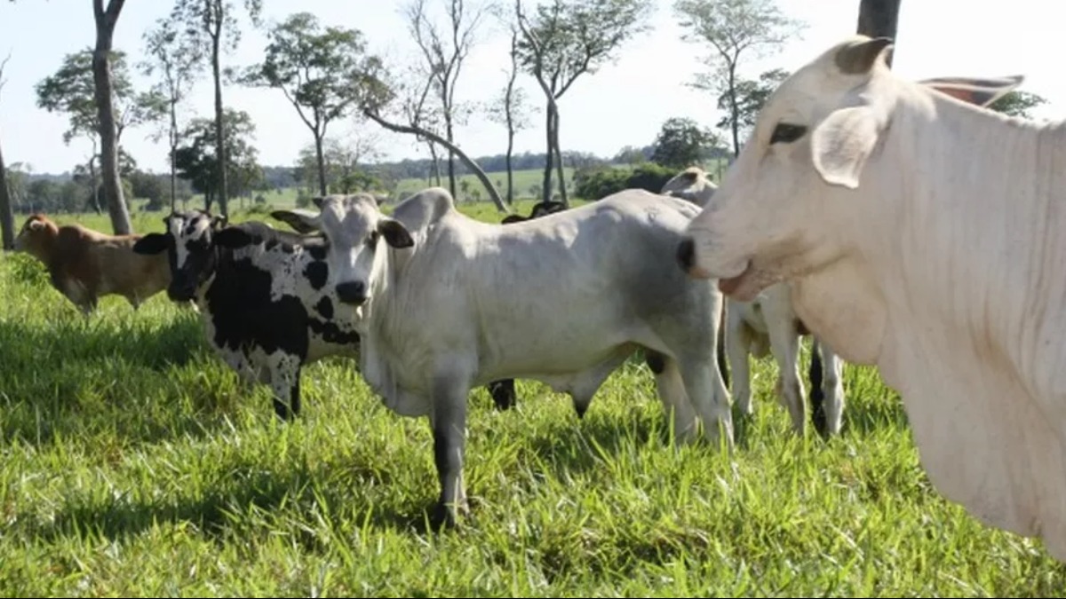 mal da vaca louca