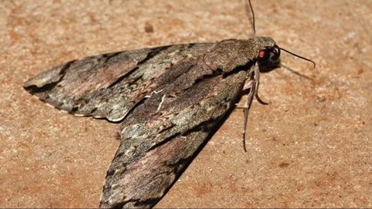 mariposas que produzem sons