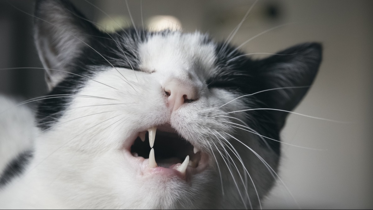 epilepsia em animais