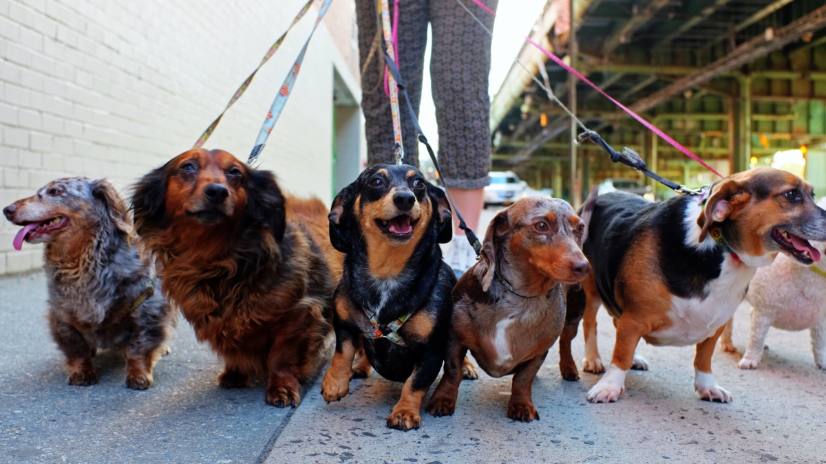 Pet Friendly