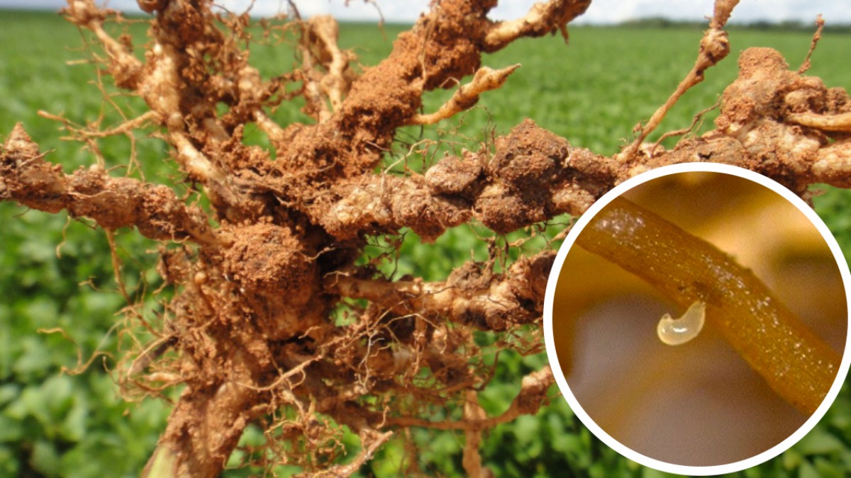 Nematoides em plantas