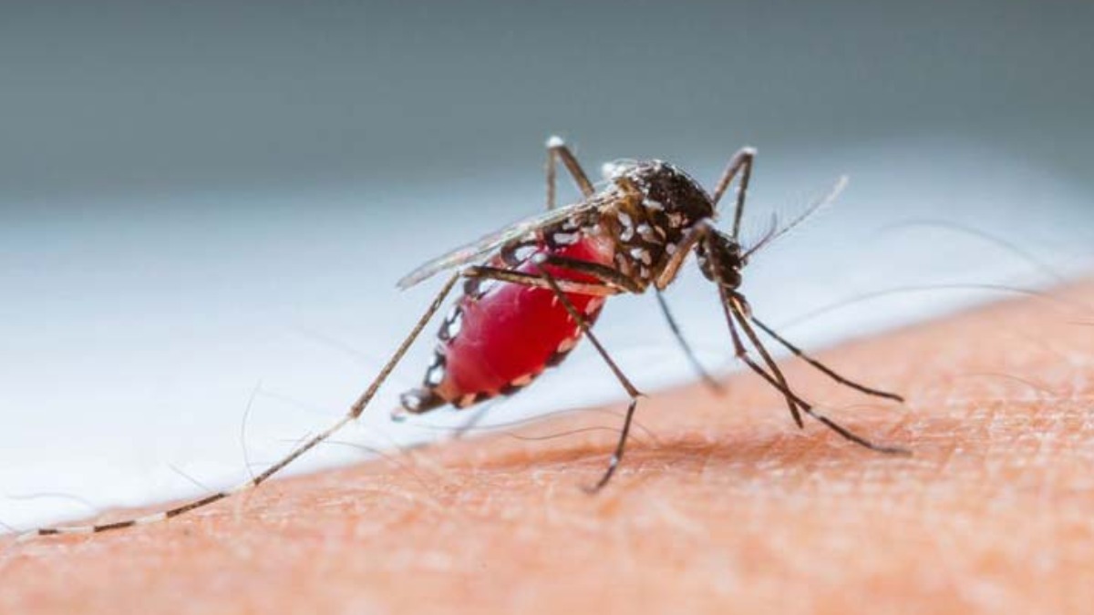 dengue poder público