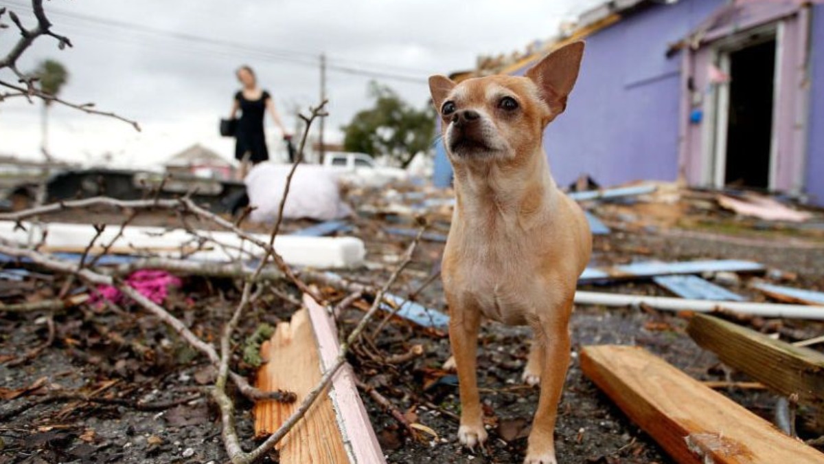 Como lidar com os pets