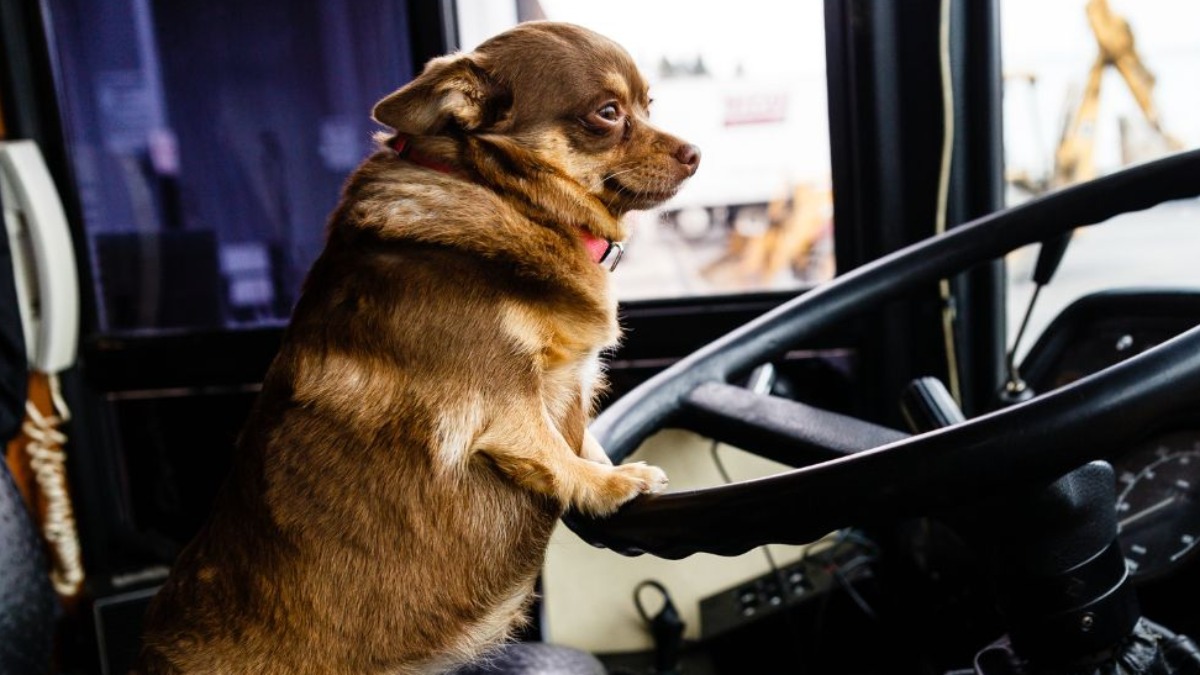 viagem de pets de ônibus