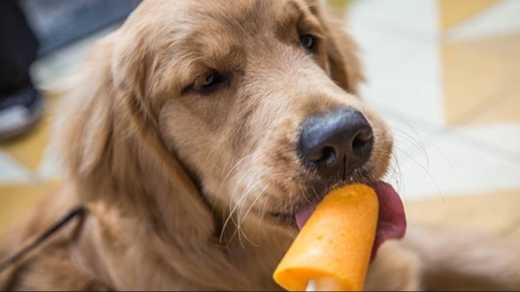 cuidados pets calor