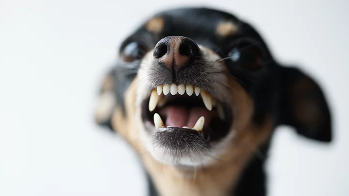 Sempre achamos que o pinscher é